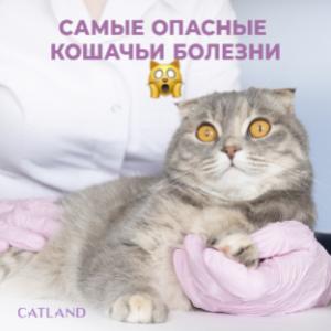 Самые опасные кошачьи болезни 