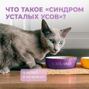 Что такое «синдром усталых усов»? 