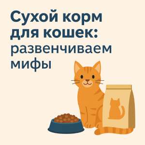 Правда и мифы о сухом корме: что действительно важно знать