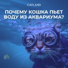 Почему кошка пьёт воду из аквариума? 